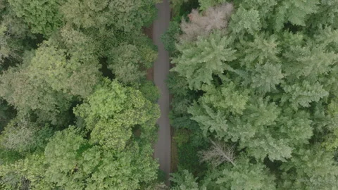 Drone top down view of a road through trees Stock Footage 301314031