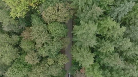 Drone top down view of a road through trees with a car driving through Stock Footage 301314069