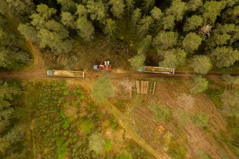 Drone top down view of small scale forestry project Foto stock