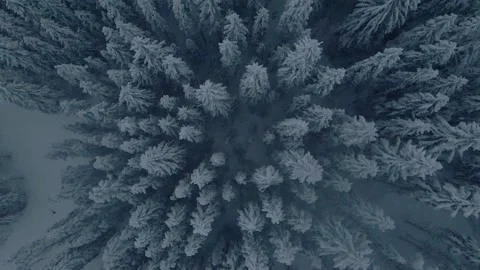 Drone top down view of white tree tops in snowfall one late afternoon in Sweden. Stock Footage 146665312
