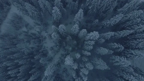 Drone top down view of a white forest in snowfall one late afternoon. Stock Footage 146666277