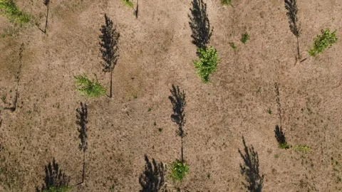Drone Top Down View of Young Poplar Plantation with Long Shadows Stock Footage 339325820