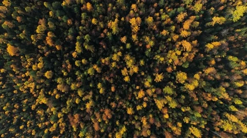 Drone top down yellow green autumn spruce dense untouched wild forest Siberia 4k Stock Footage 142777657