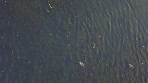 Drone Top Shot Of Ducks Swimming In A Pond Stock Footage 159503344