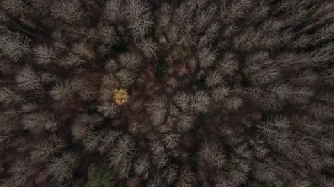 Drone top shot of forest after winter time with no leaves on branches Stock Footage 151736234