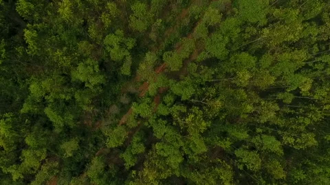 Drone top view Aerial view of nature forest Stock Footage 139901729