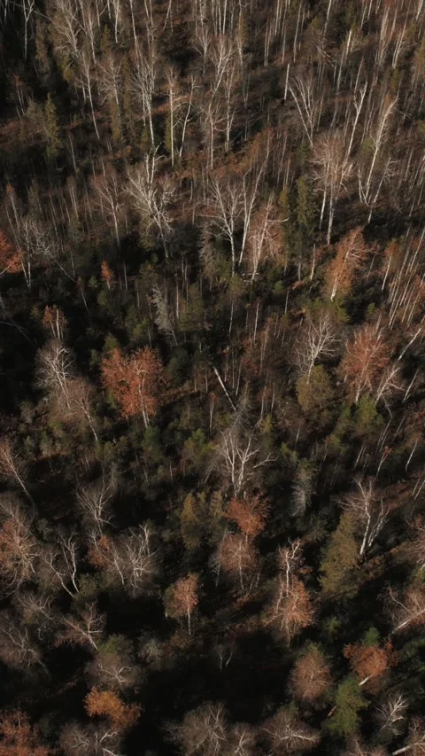 Drone top view of autumn birch and conifer forest canopy in the Ural Mountains Stock Footage 346558969