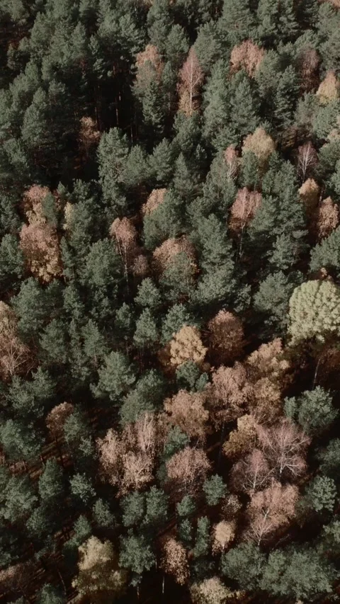 Drone top view of autumn conifer and birch forest canopy in Ural Mountains Stock Footage 346558963