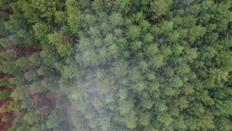 Drone top view of conifer forest and autumn season trees 動画素材 119184523