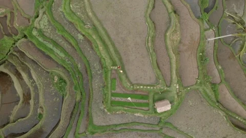 Drone top view of couple standing on a path around the cascading rice terraces a Stock Footage 130839836