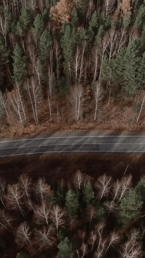 Drone top view of curving autumn road in birch and pine forest, Ural Mountains Video stock 346559026