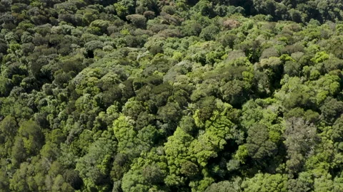 Drone Top View Dense Tree Canopy in rainforest, Australia, QLD, Springbrook Stock Footage 236535809