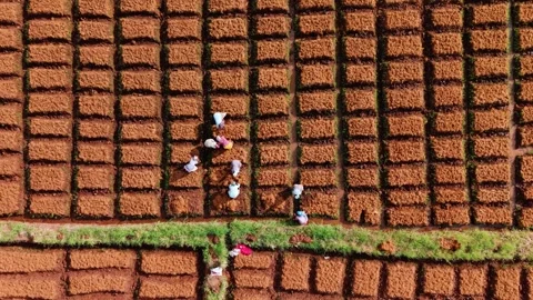 Drone Top View of Farm Workers Preparing Raised Soil Beds with Coconut Coir for Stock Footage 341311201