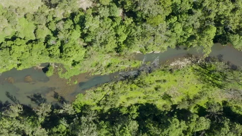 Drone top view of flowing river in luscious green forest, Australia, Gondwana Stock Footage 236513400
