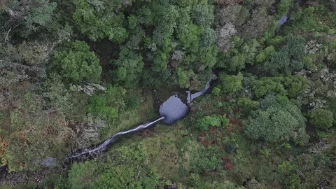 Drone top view of green forest and unseen deep waterfall in "Ribeiro Frio Stock Footage 116976597