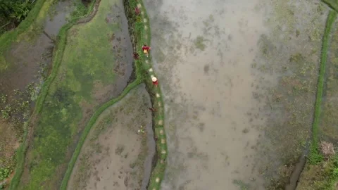 Drone top view of the loved couple walking on a path around the cascading rice t Stock Footage 130839858