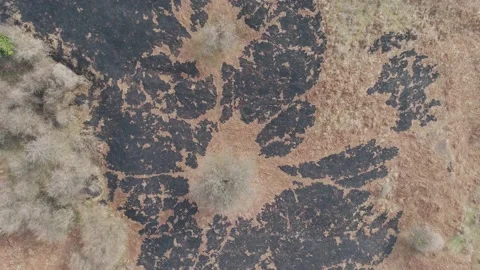 Drone top view Nature after a forest fire. Charred forest after a hot fire.  스톡 동영상 167722623