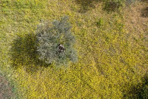 Drone top view of olive tree in the field. Flowerbed yellow flowers in spring Stock Photos