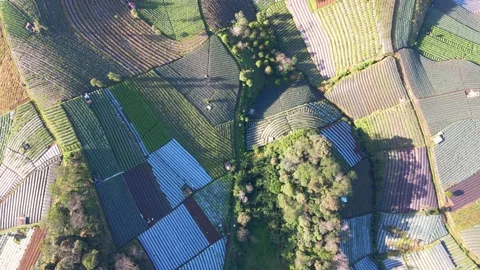Drone top view of patterned farmland vegetable crop fields growing in Stock Footage 232971347
