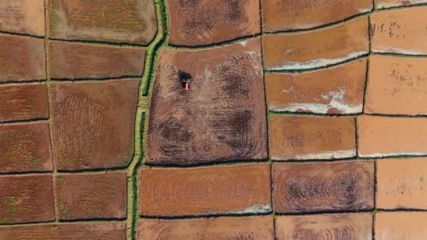 Drone Top View of Tractor Preparing Agricultural Land for Cultivation Across Video stock 341311257