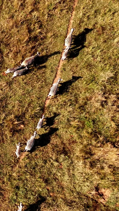 Drone top view of a zebra herd running along a game path 動画素材 327613442