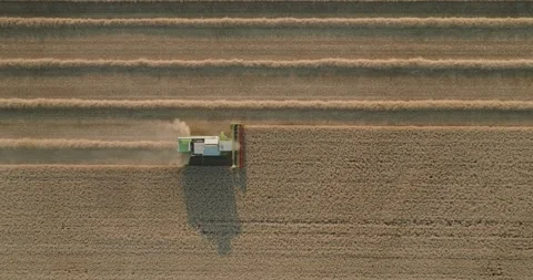 Drone Topdown of Combine Harvester Reaping Wheat Field with Dust Trail in Soft Video stock 340423230
