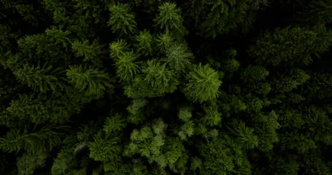 Drone topshot of forest 5k Stock Footage 221902759