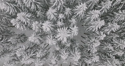 Drone towards snow covered trees 스톡 동영상 221912366
