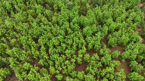 Drone-track-left-teak-forest-plantation-rocky-terrain-sustainable-forestry-4 Stock Footage 340320781