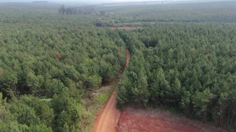 Drone Tracking Car Entering Widespread Deforestation, Sparse Trees and Dense Stock Footage 302345125