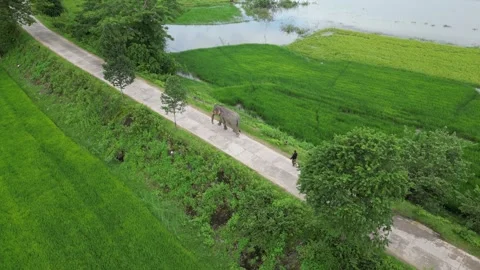 Drone Tracking an Elephant Walking on a Rural Road in Dak Lak, Vietnam Vidéo 343719959
