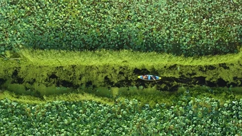 Drone tracking footage of boats through aquatic lotus farms. Stock Footage 310786707