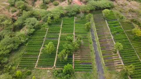Drone Tracking Left to Right Over Organized Agricultural Fields and Vegetabl Stock Footage 338066142