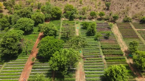 Drone Tracking Left to Right Revealing Large Tree Nursery with Green Sapling Stock Footage 338066255