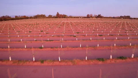 Drone Tracking Low Shot Over Almond Farmlands Stock Footage 272567037