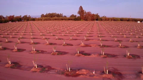 Drone Tracking Low Shot Over Almond Trees Stock Footage 272569007