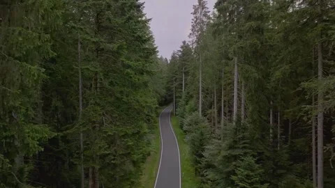 Drone tracking narrow empty asphalt road winding through a dense pine forest Stock Footage 340118387
