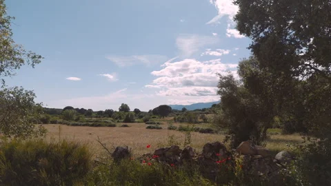 Drone Tracking Past Drystone Wall and Wild Poppies, Valle del Tiétar, Spain, 4K Video stock 335077949