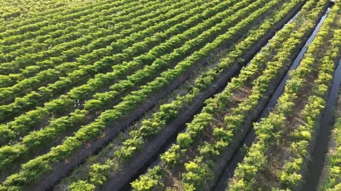 Drone Tracking Shot Above Green Chili Pepper Plantation Stock Footage 337362984