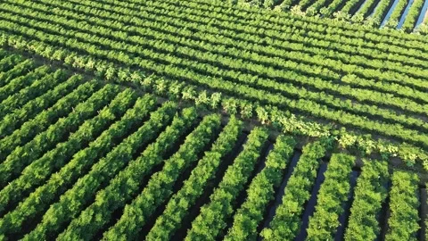 Drone Tracking Shot Above Green Chili Pepper Plantation Stock Footage 337362985