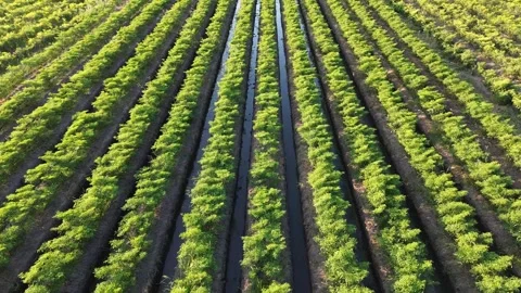 Drone Tracking Shot Above Green Chili Pepper Plantation Stock Footage 337362990