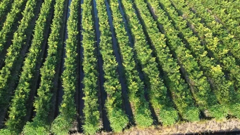 Drone Tracking Shot Above Green Chili Pepper Plantation Stock Footage 337362993