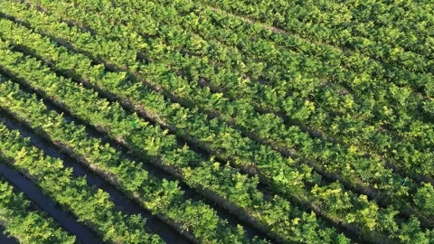 Drone Tracking Shot Above Green Chili Pepper Plantation Stock Footage 337362994
