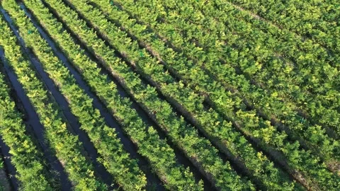 Drone Tracking Shot Above Green Chili Pepper Plantation Vidéo 337362996