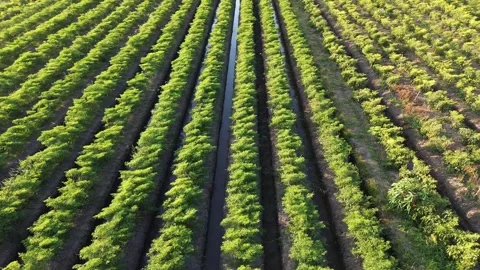 Drone Tracking Shot Above Green Chili Pepper Plantation Stock Footage 337363002
