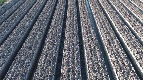 Drone Tracking Shot Above Prepared Agricultural Land Stock Footage 337362957
