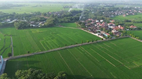 Drone Tracking Shot Above Young Rice Plants Stock Footage 337362983