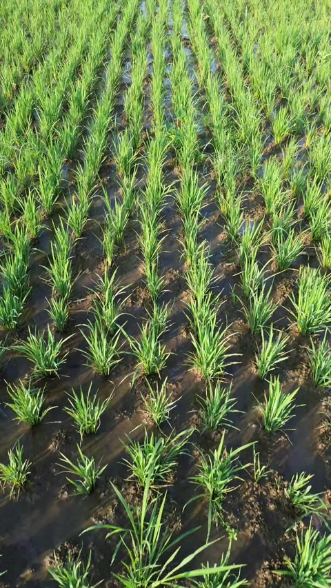 Drone Tracking Shot Above Young Rice Plants Stock Footage 337363108