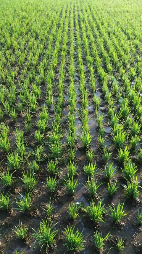 Drone Tracking Shot Above Young Rice Plants Stock Footage 337363109