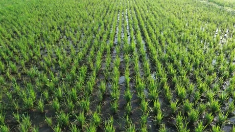 Drone Tracking Shot Above Young Rice Plants Stock Footage 337363111